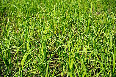 《奇异人生2》开发商计划到2025年发售8款游戏